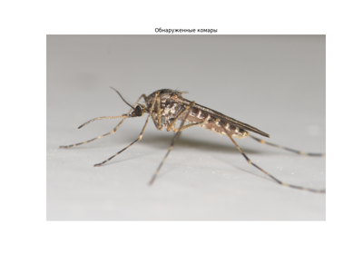 Руководство по детекции комаров